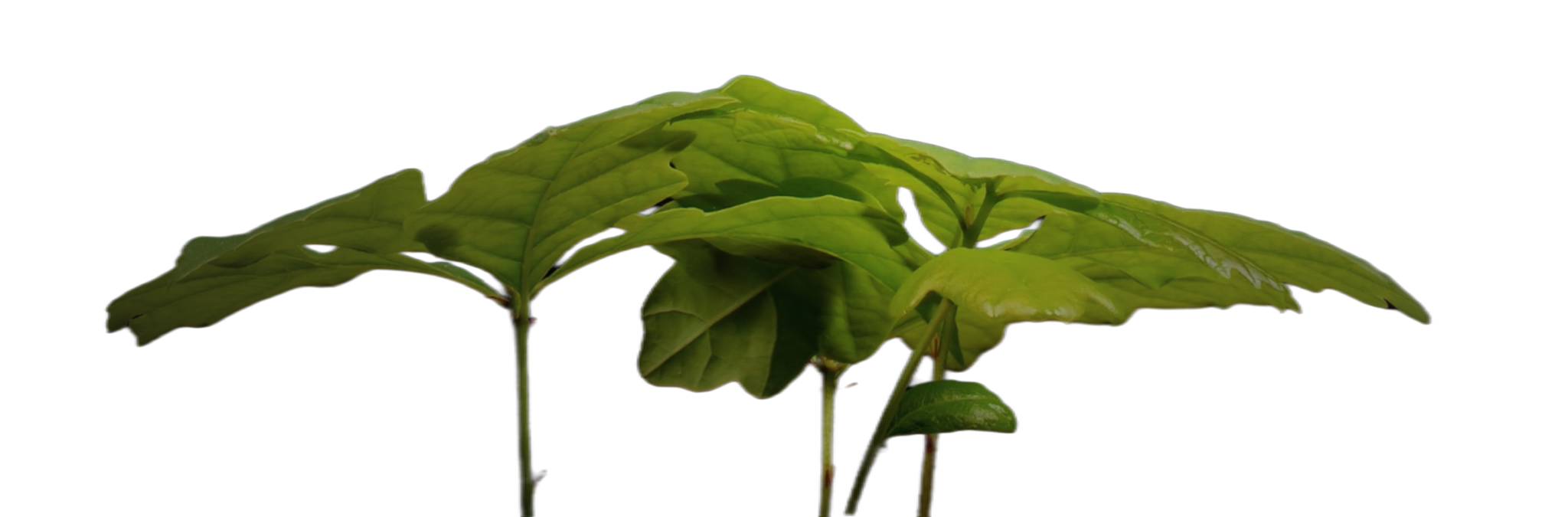 Young oak seedling leaves